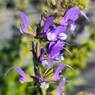 Salvia 'Azure Snow'
