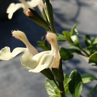 Salvia Cherbourg fleur