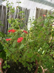 Salvia disjuncta chibango