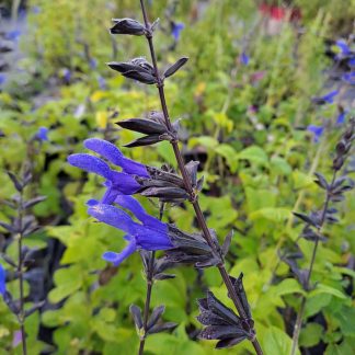 Salvia guaranitica ‘Carine’s Amazing Blue’