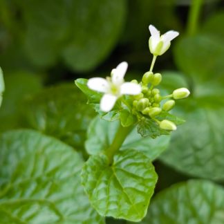Eutrema japonicum 'Mazuma'