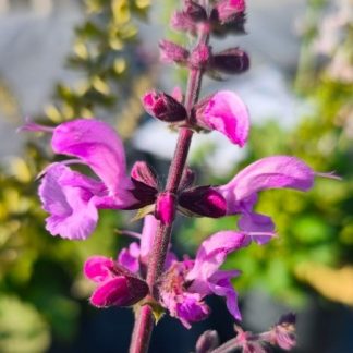 Salvia pratensis 'Pretty in Pink'