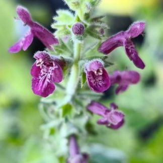 Stachys sylvatica