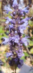 Agastache ‘After Eight’