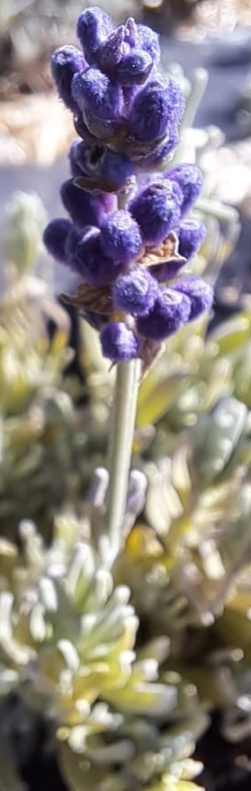 Lavandula angustifolia BeeZee ‘Dark Blue’