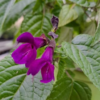 Salvia guaranitica ‘Purple and Bloom’