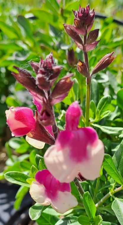 Salvia Mirage ‘Rose Bicolor’