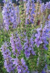 Salvia nemorosa ‘Ostfriesland’