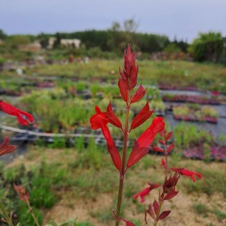 Salvia splendens ‘Roman Red’