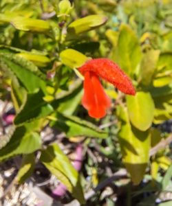 Salvia benthamiana