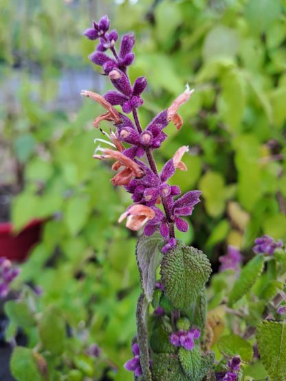 Salvia lasiantha