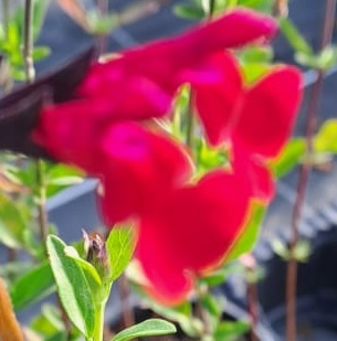 Salvia macellaria ‘Bordeaux’