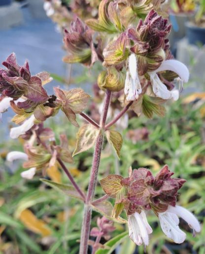 Salvia canariensis ‘Alba’