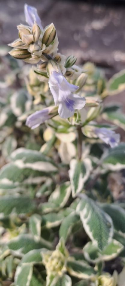 Salvia officinalis ‘Crème de la Crème’