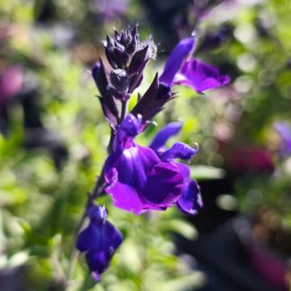 Salvia Mirage 'Blue'
