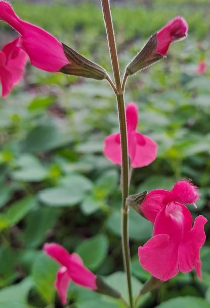 Salvia microphylla ‘Pink Pong’