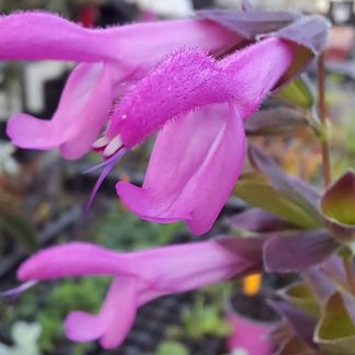 Salvia x Amistad pink