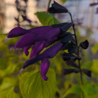 Salvia guaranitica 'Purple Majesty'