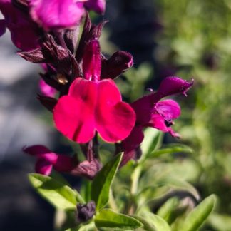 Salvia Mirage 'Burgundy'