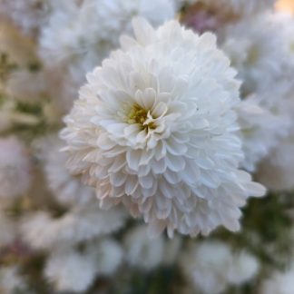 Chrysanthemum morifolium