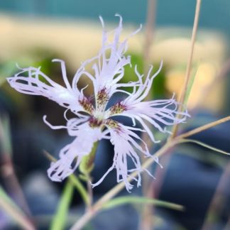 Dianthus superbus
