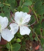 Capparis spinosa 'Inermis'