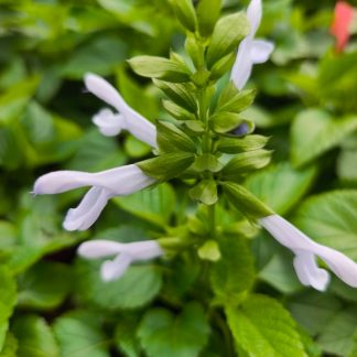 Salvia Salgoon®'Lake Silvretta'