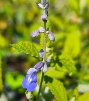 Salvia cuspidata ssp gilliesii