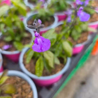 Salvia microphylla 'So Cool Pale Purple'