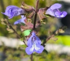 Salvia 'Finngrove'