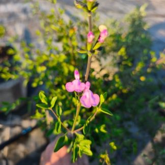 Salvia 'Javier' rose